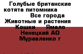 Голубые британские котята питомника Silvery Snow. - Все города Животные и растения » Кошки   . Ямало-Ненецкий АО,Муравленко г.